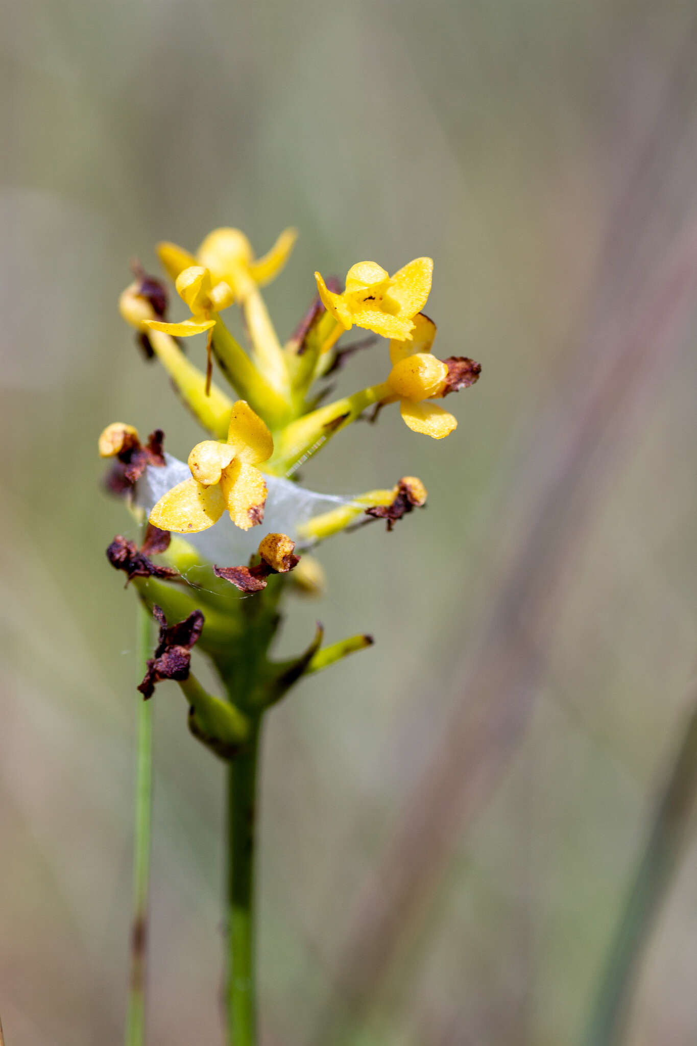 Platanthera integra (Nutt.) A. Gray ex L. C. Beck的圖片