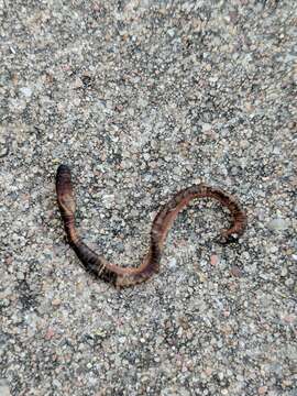 Image of Earthworm