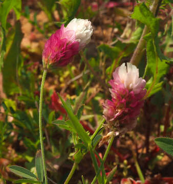 Слика од Trifolium philistaeum Zohary