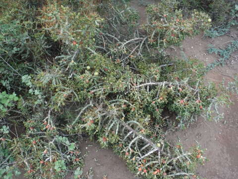 Image de Cylindropuntia caribaea (Britton & Rose) F. M. Knuth