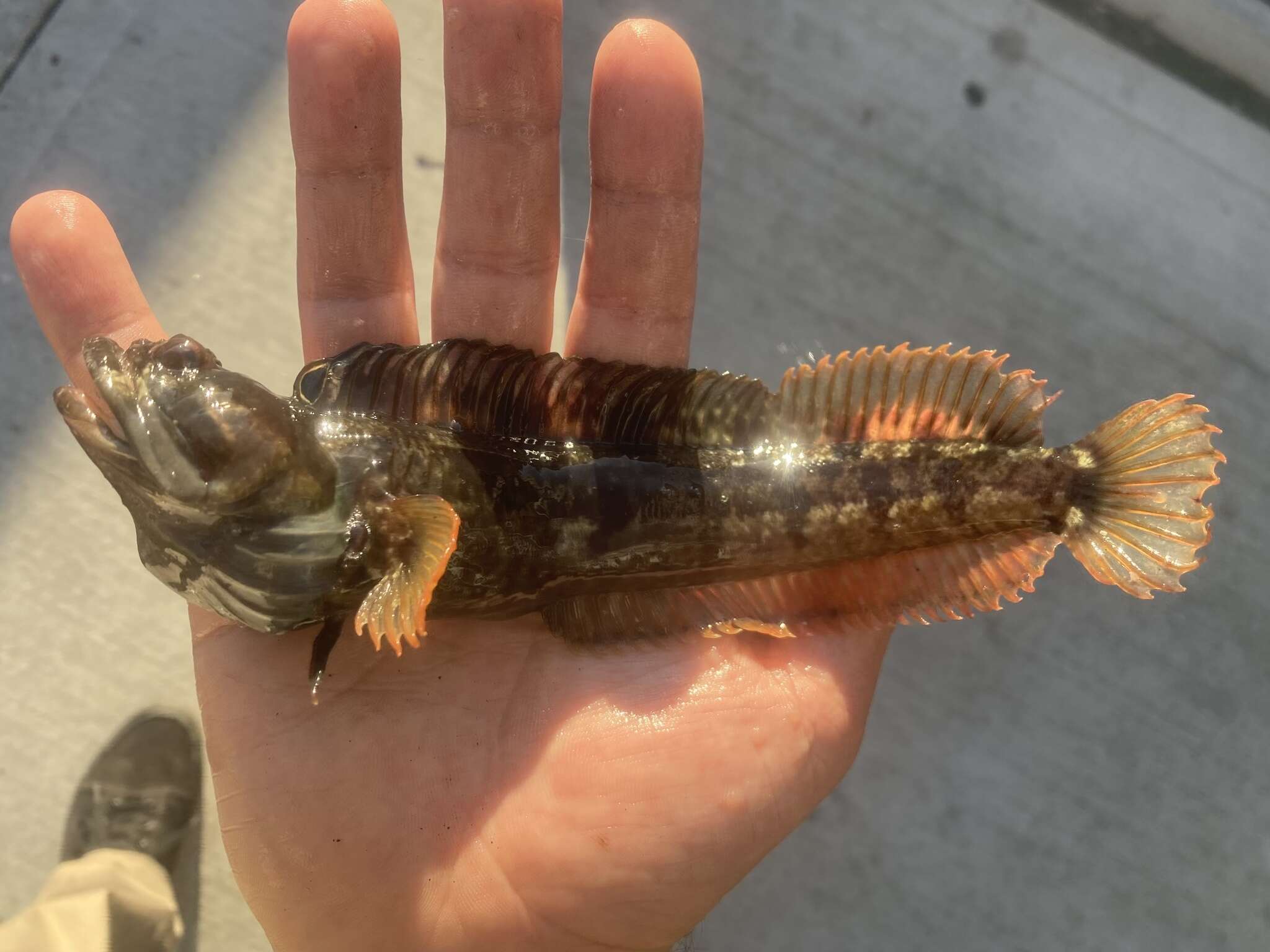 Image of One-Spot Fringehead