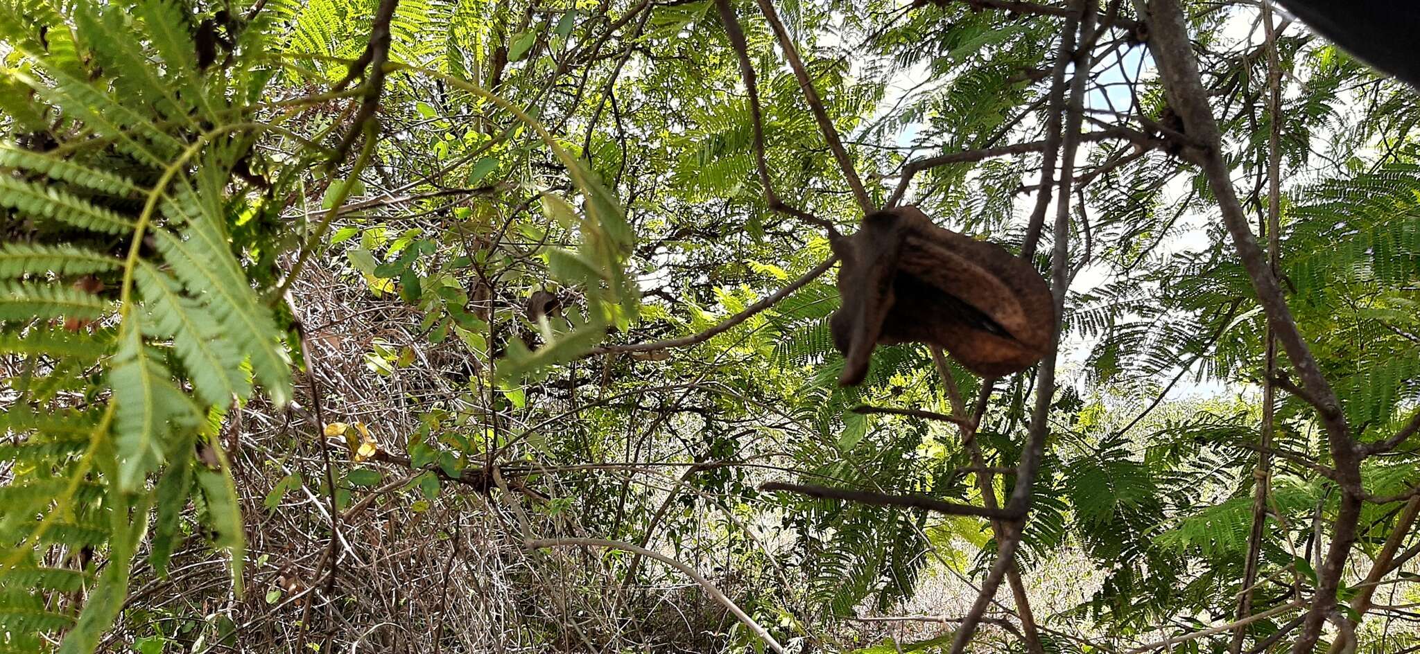 Plancia ëd Jacaranda caucana Pittier