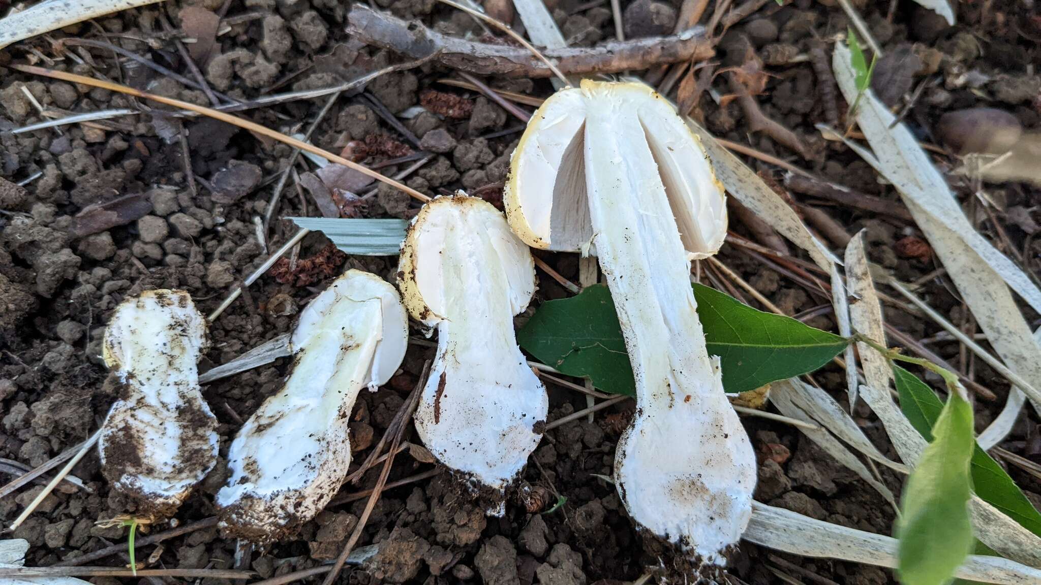 Image of Amanita orientigemmata Zhu L. Yang & Yoshim. Doi 1999