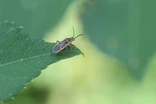 صورة Arocatus melanostomus Scott & J. 1874