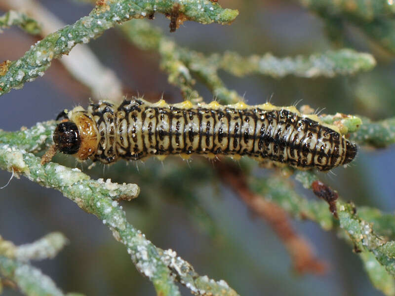 صورة Diorhabda elongata (Brullé 1832)