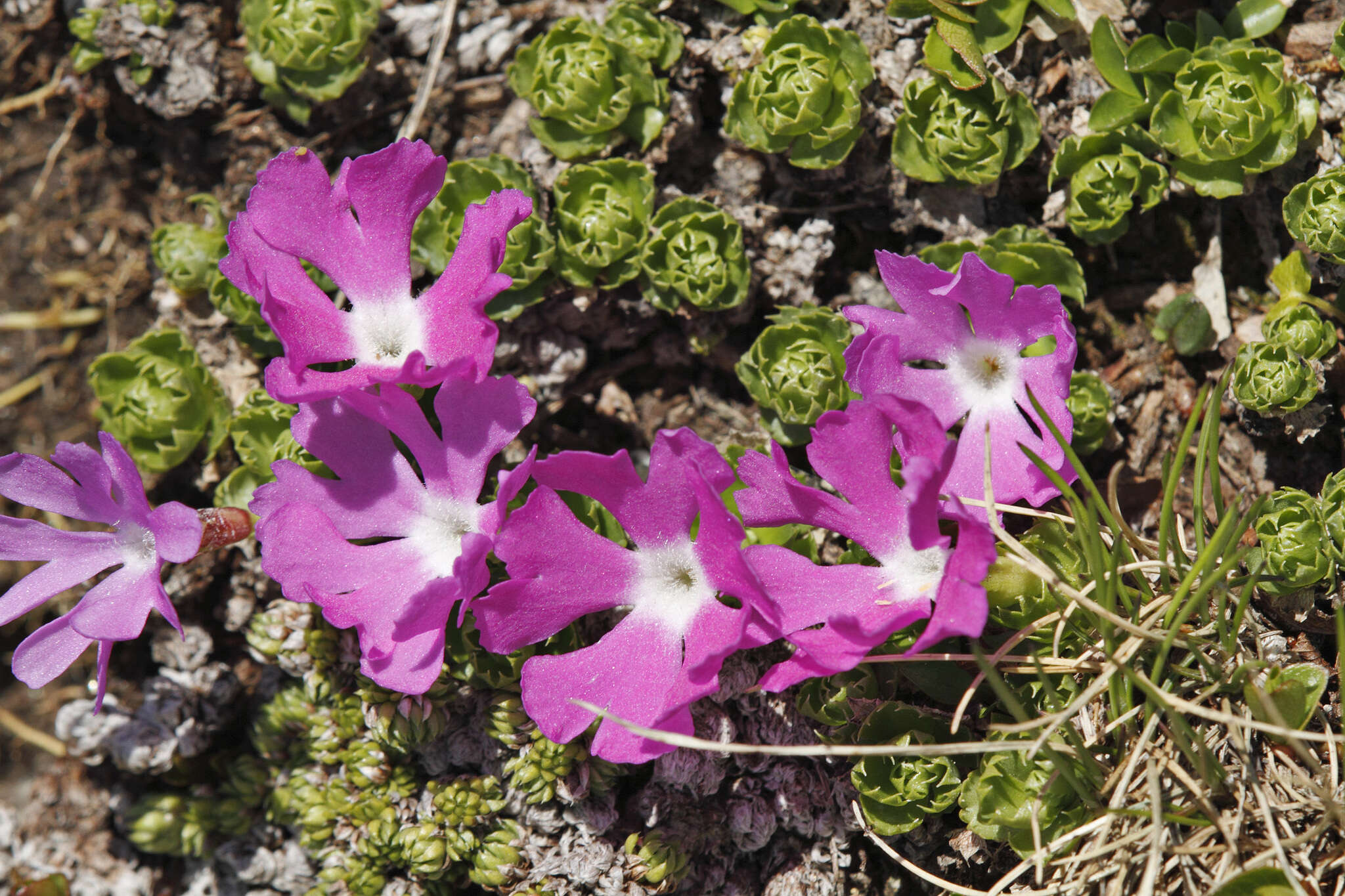 Primula minima L. resmi