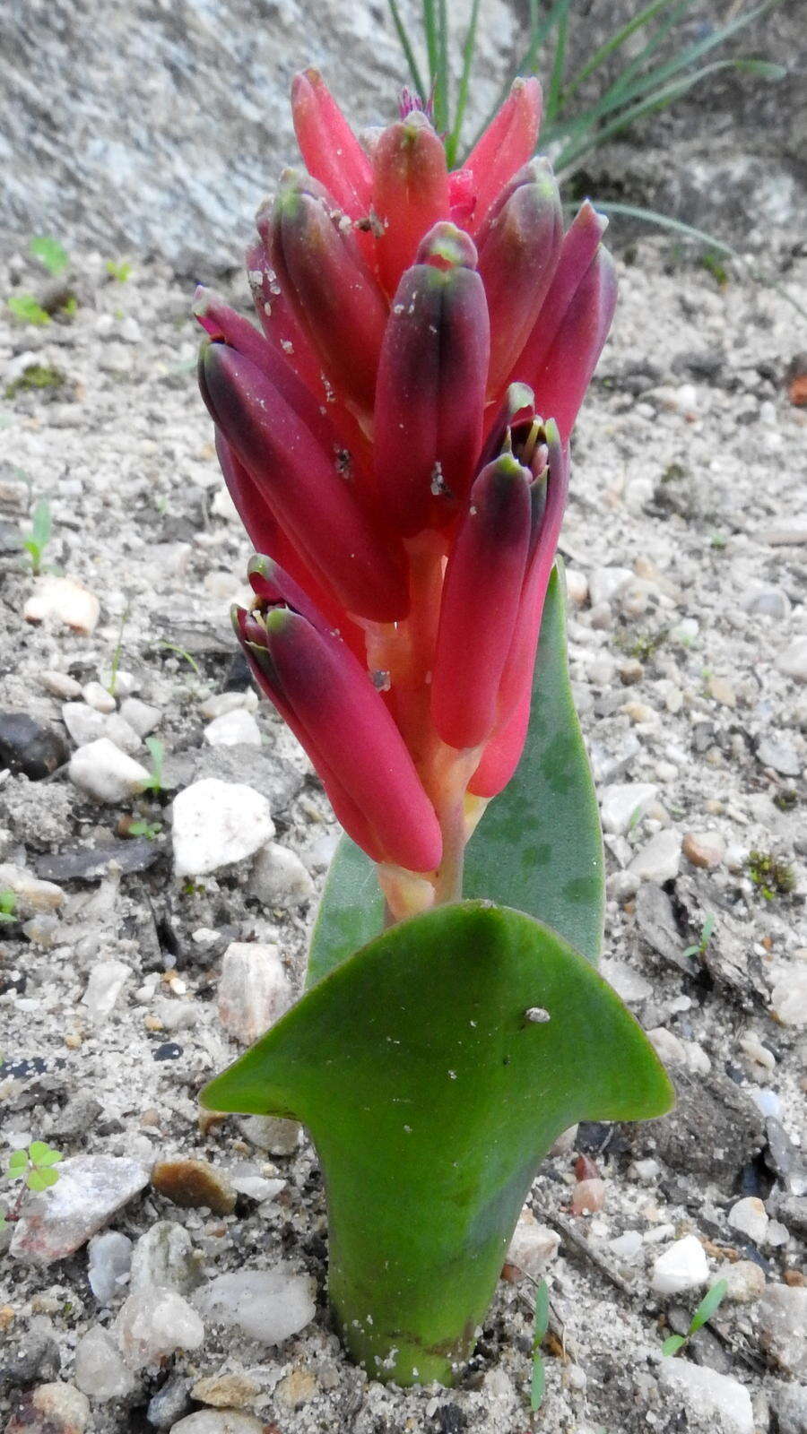 Image of Red Viooltjie