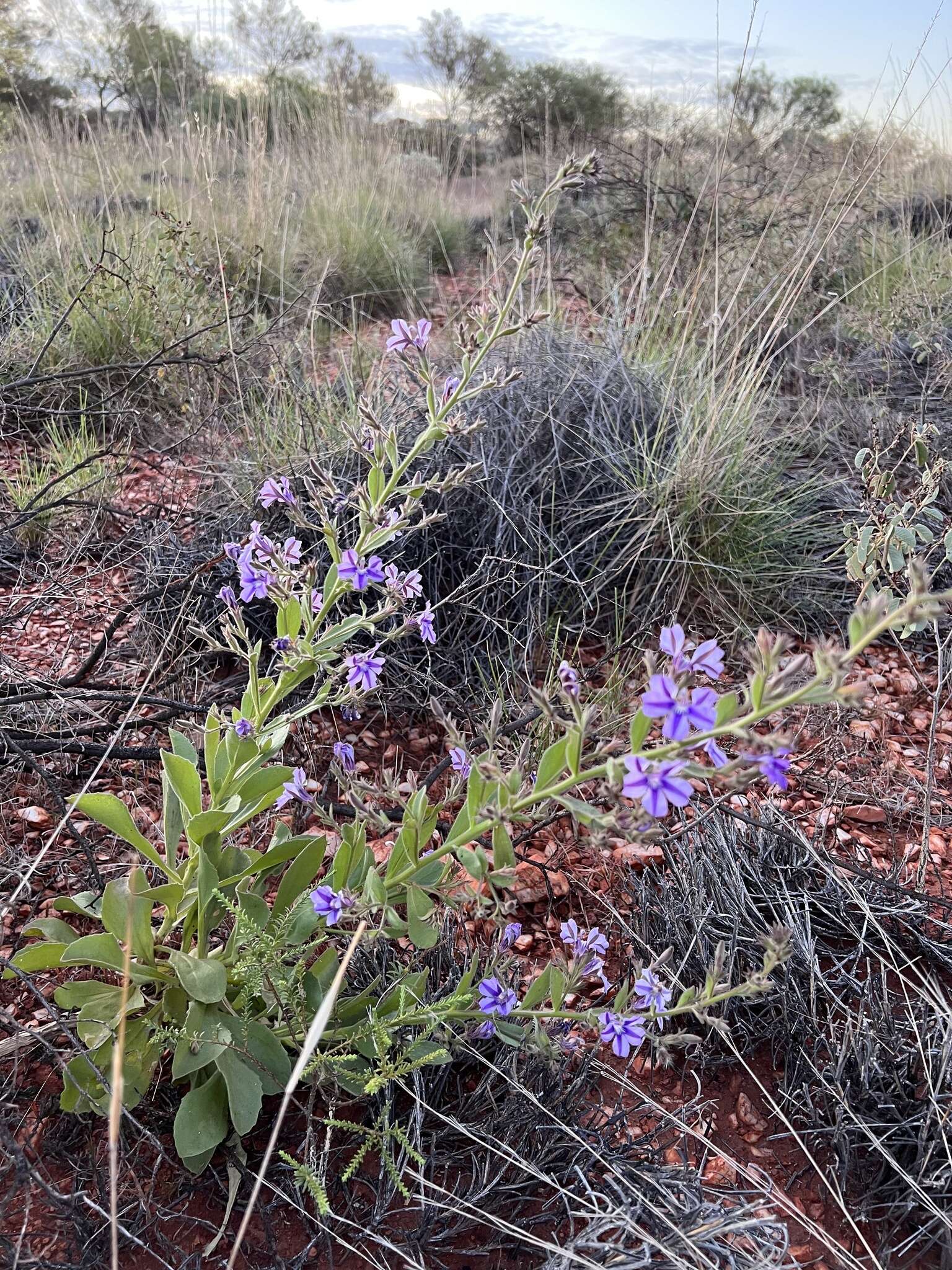 Image of Goodenia stobbsiana F. Müll.