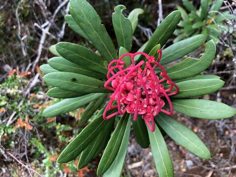 Image of Telopea truncata (Labill.) R. Br.