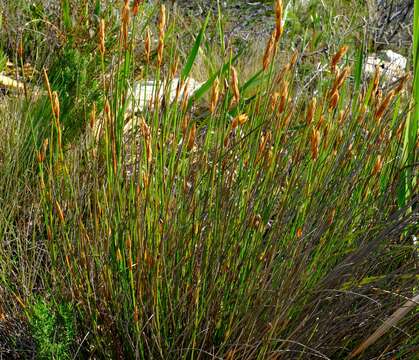 Image of Elegia racemosa (Poir.) Pers.