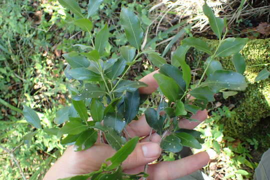 Слика од Pleurostylia capensis (Turcz.) Oliv.