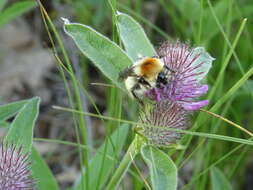 صورة Bombus laesus Morawitz 1875