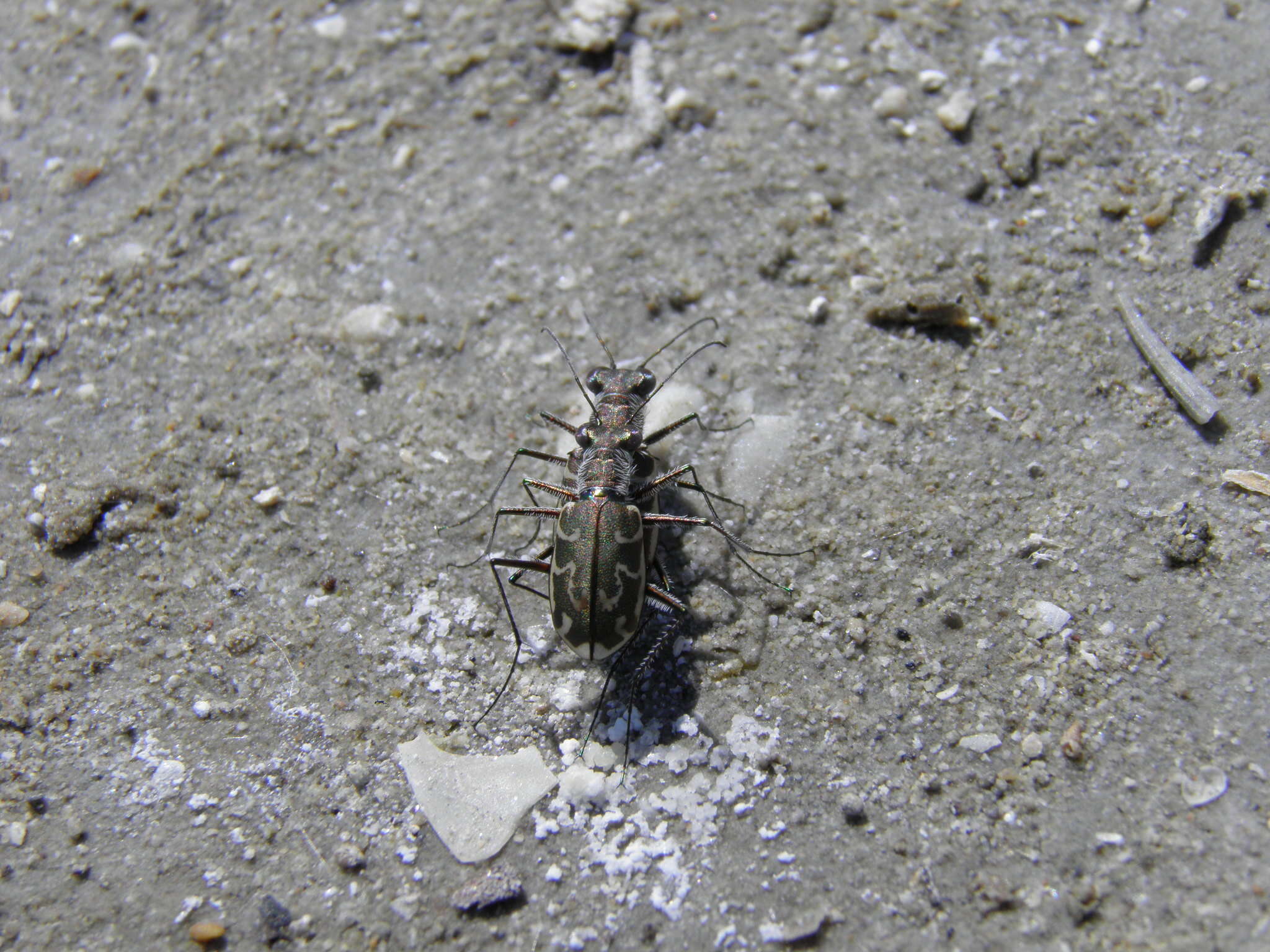 Image of Cylindera (Eugrapha) trisignata (Dejean 1822)