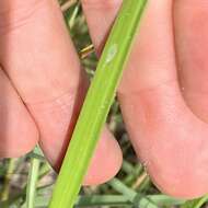 Image of Cyperus macrostachyos Lam.