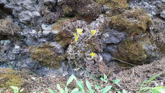 Слика од Sedum lanceolatum subsp. lanceolatum