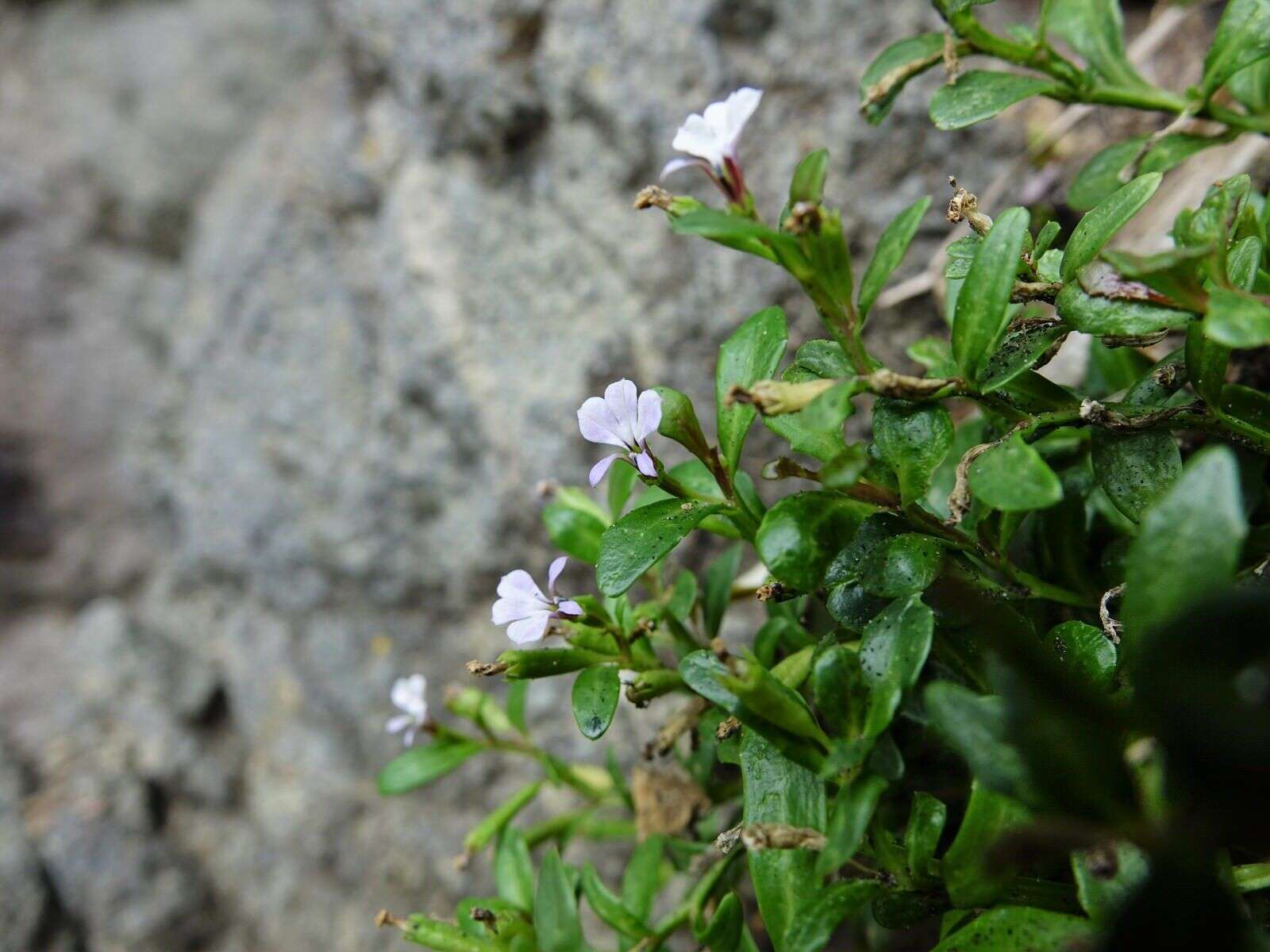 Image of Lobelia anceps L. fil.