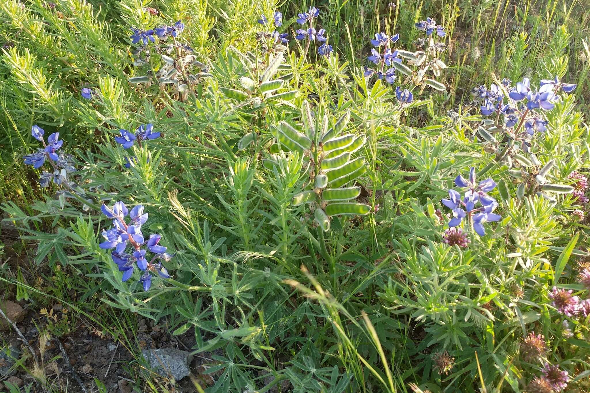 Слика од Lupinus guadalupensis C. P. Sm.