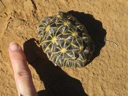 Image of Southern Tent Tortoise