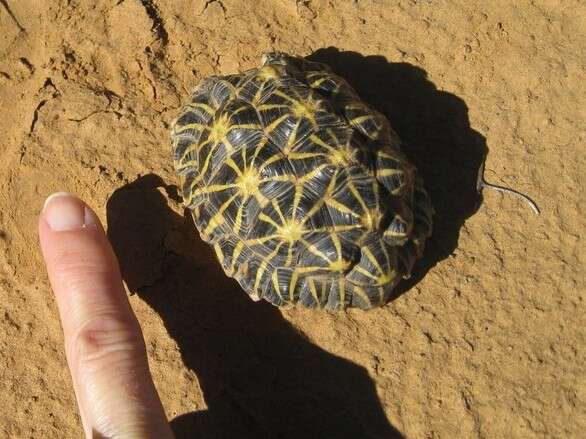 Image of Southern Tent Tortoise