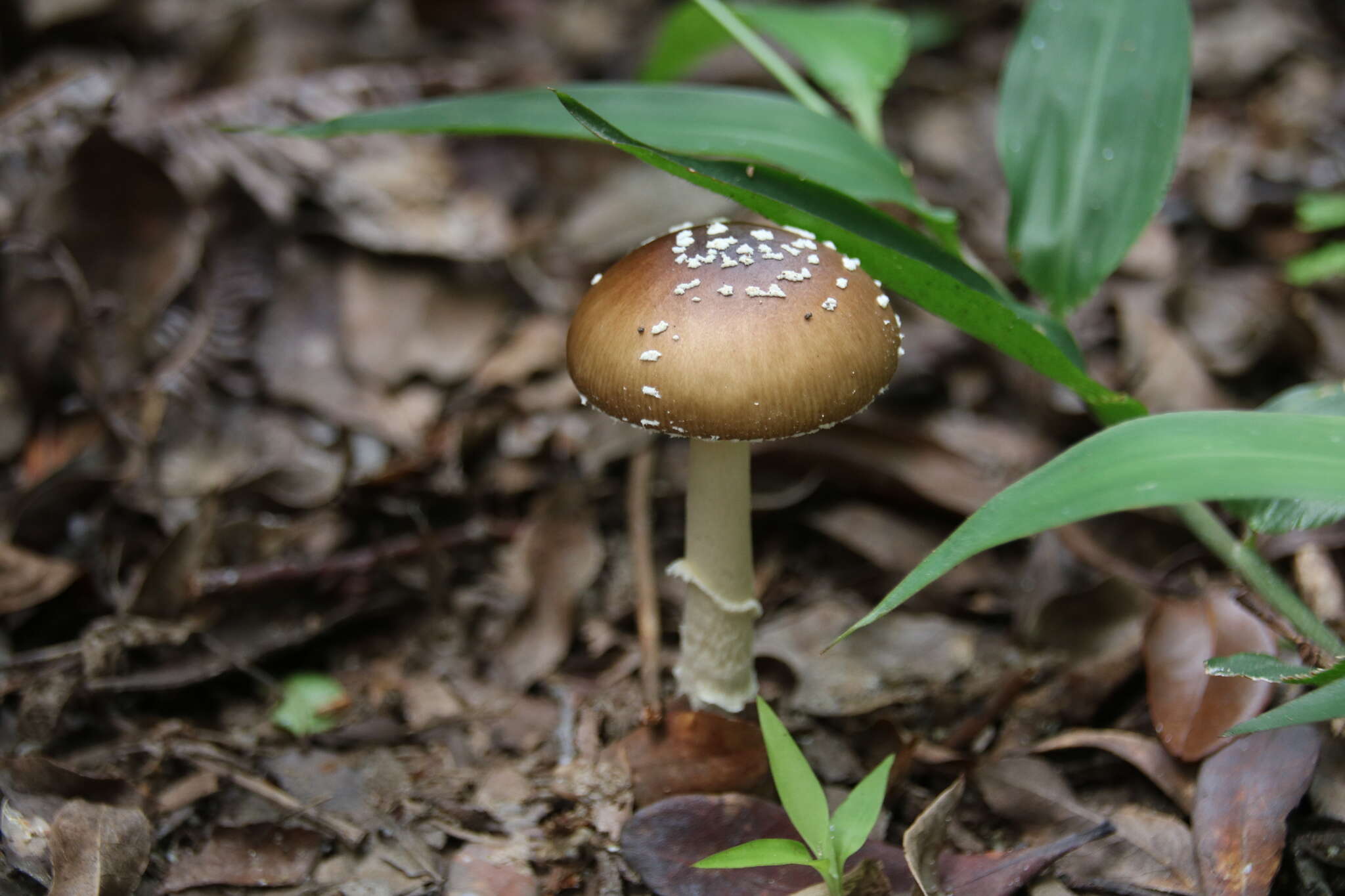 Image of Amanita subglobosa Zhu L. Yang 1997