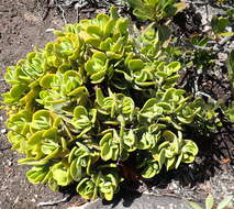 Image of Crassula atropurpurea var. watermeyeri (Compton) Tölken