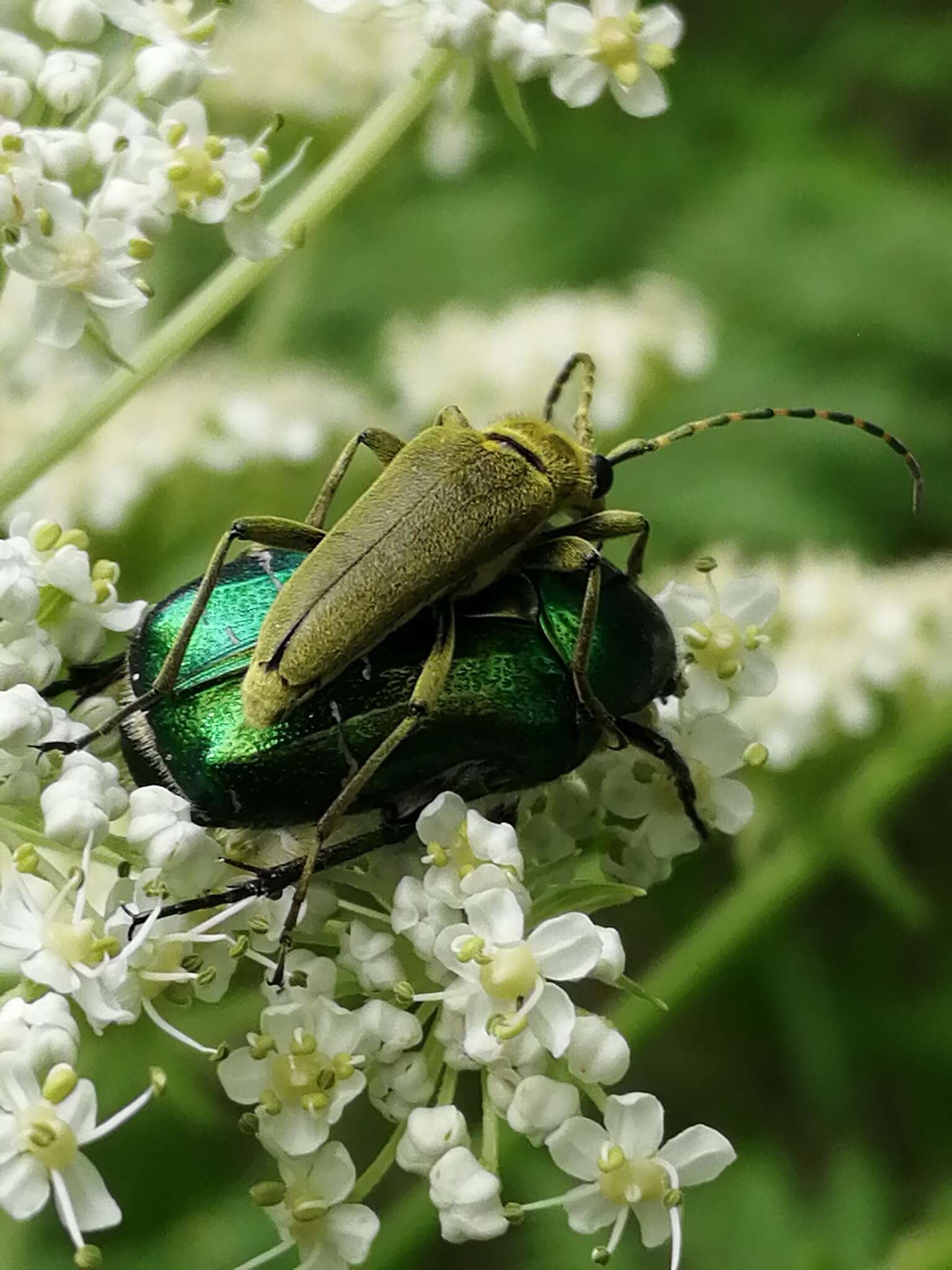 Image of Lepturobosca virens (Linné 1758)