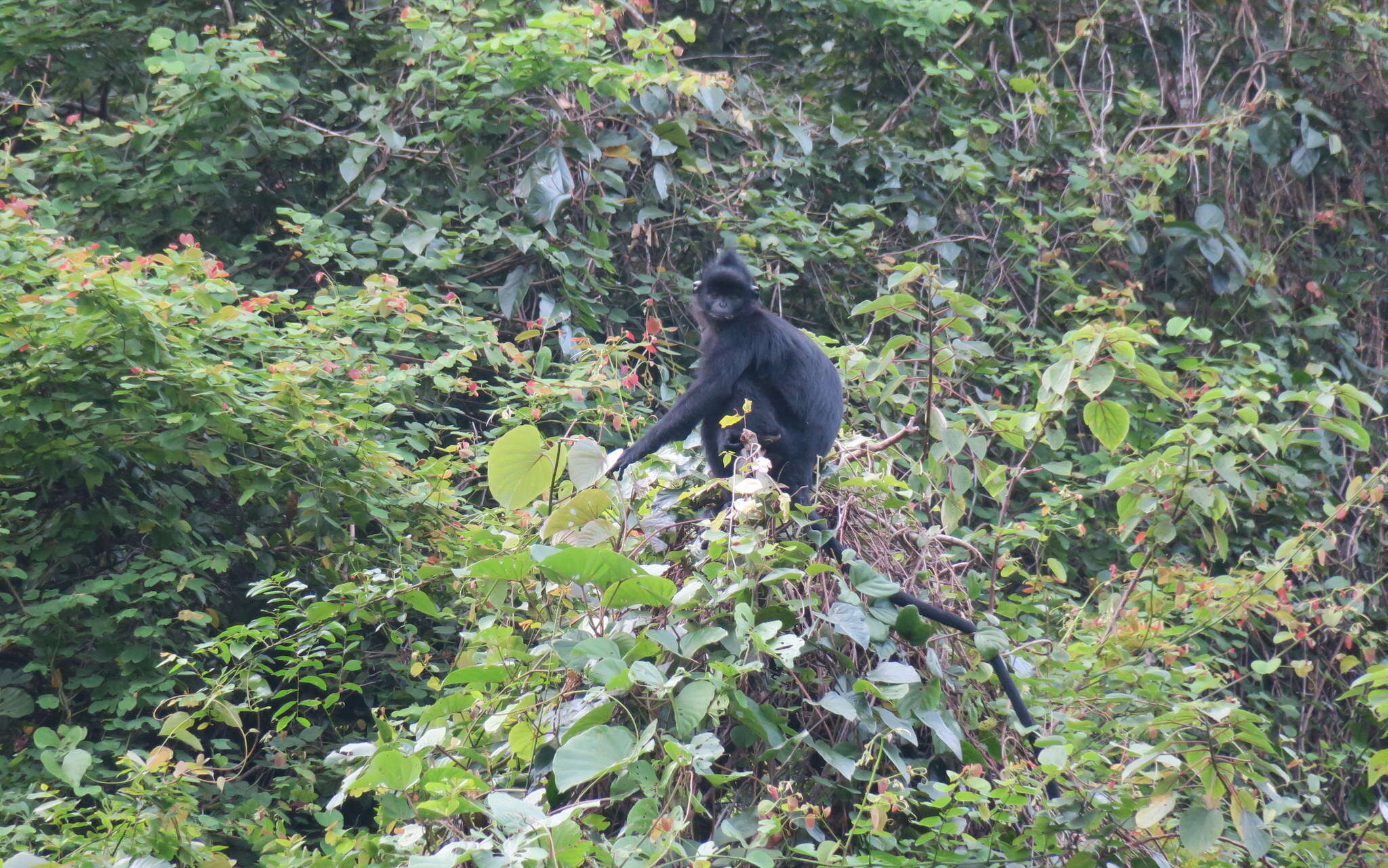 Image de Trachypithecus hatinhensis (Dao 1970)