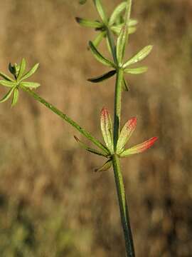 Image of wall bedstraw