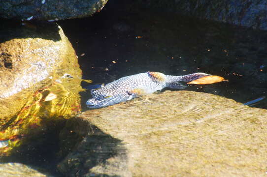 Image of Guinea fowl puffer