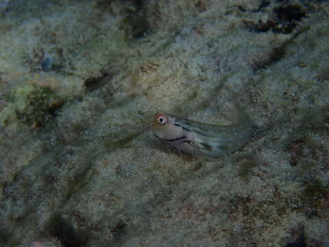 Image of Yaeyama coralblenny