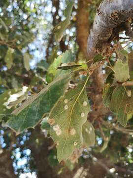 Imagem de Quercus ithaburensis Decne.