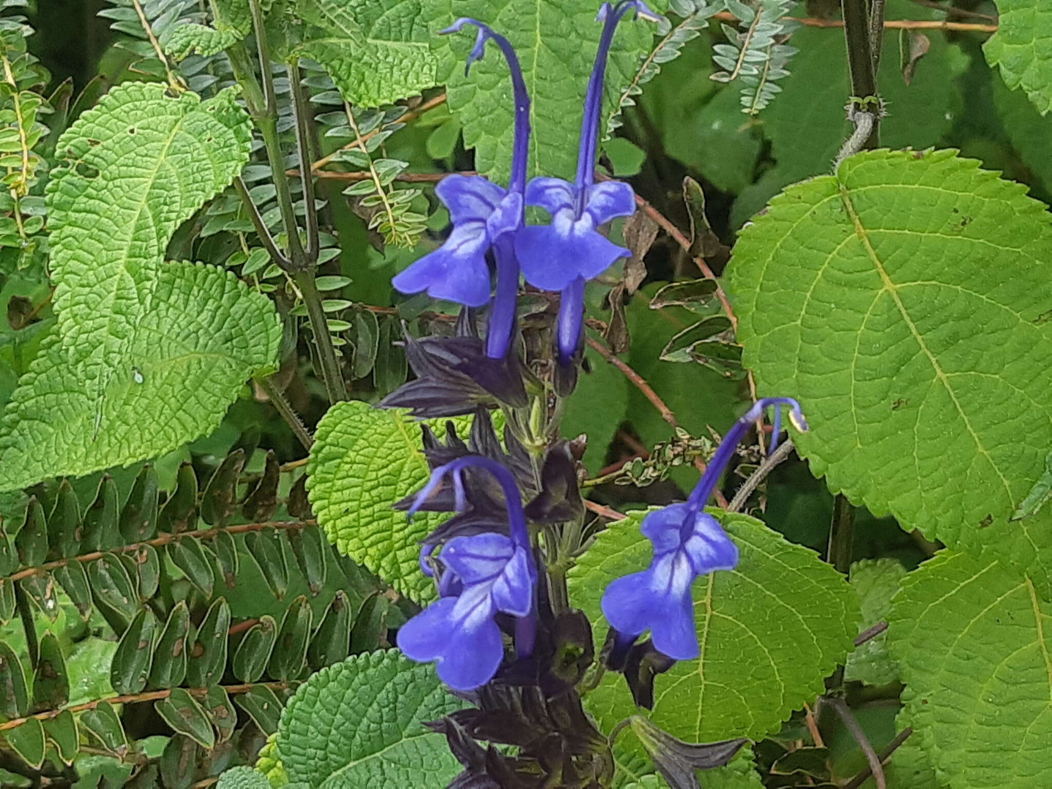 Image of Salvia pichinchensis Benth.