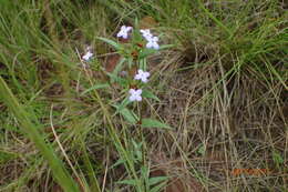 Image of Conostomium natalense (Hochst.) Bremek.