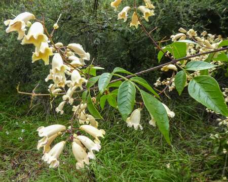 Imagem de Pandorea pandorana (Andr.) Steenis