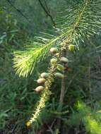 Image of Persoonia pinifolia R. Br.