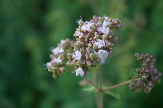 Image of sweet marjoram