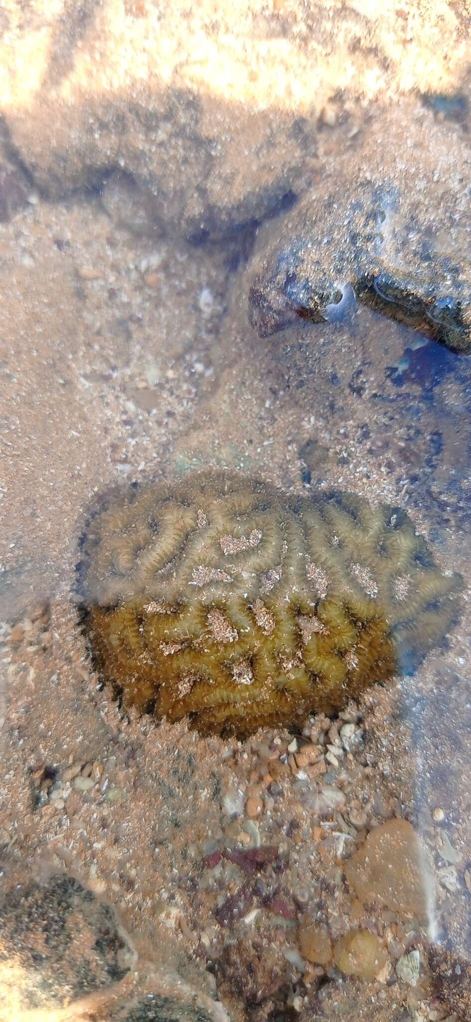 Image of Golfball coral