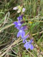 Image of Lobelia apalachicolensis D. D. Spauld., Barger & H. E. Horne