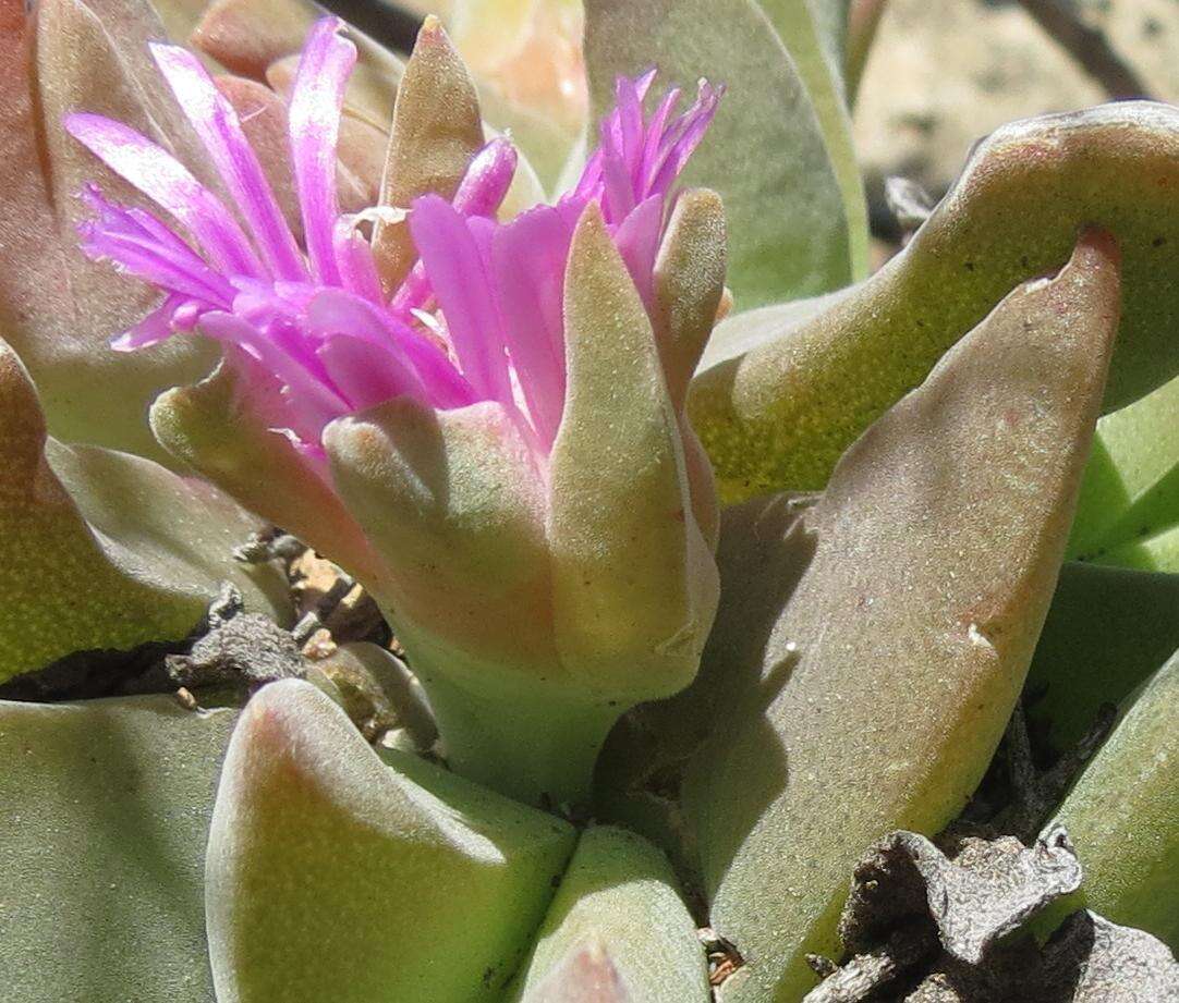 صورة Gibbaeum velutinum (L. Bol.) Schwant.