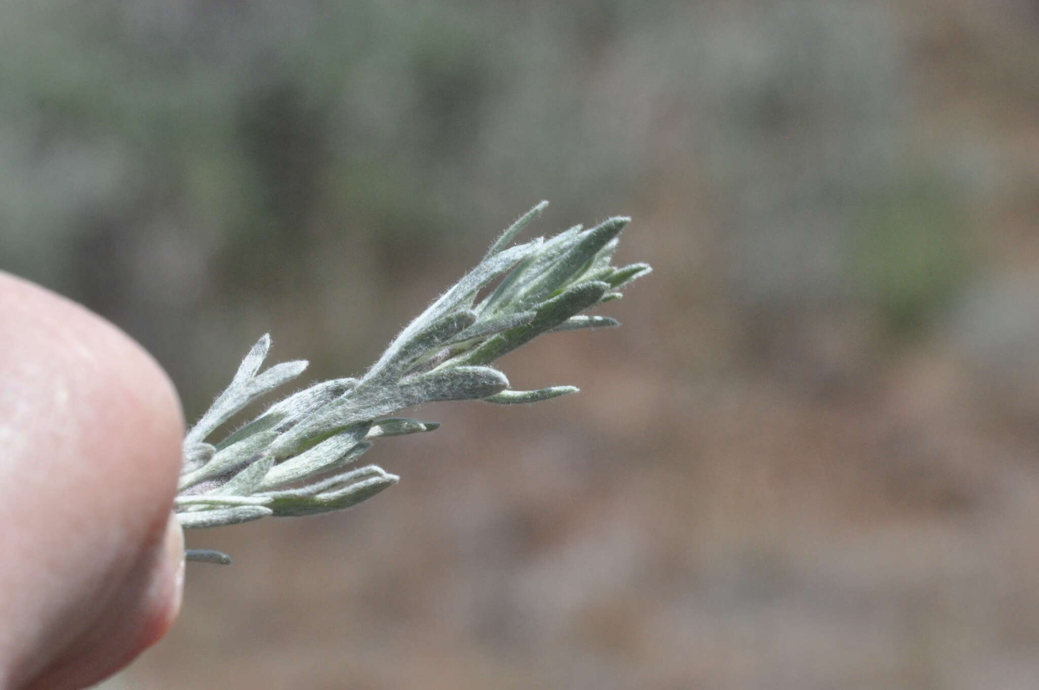 Sivun Artemisia rigida (Nutt.) A. Gray kuva