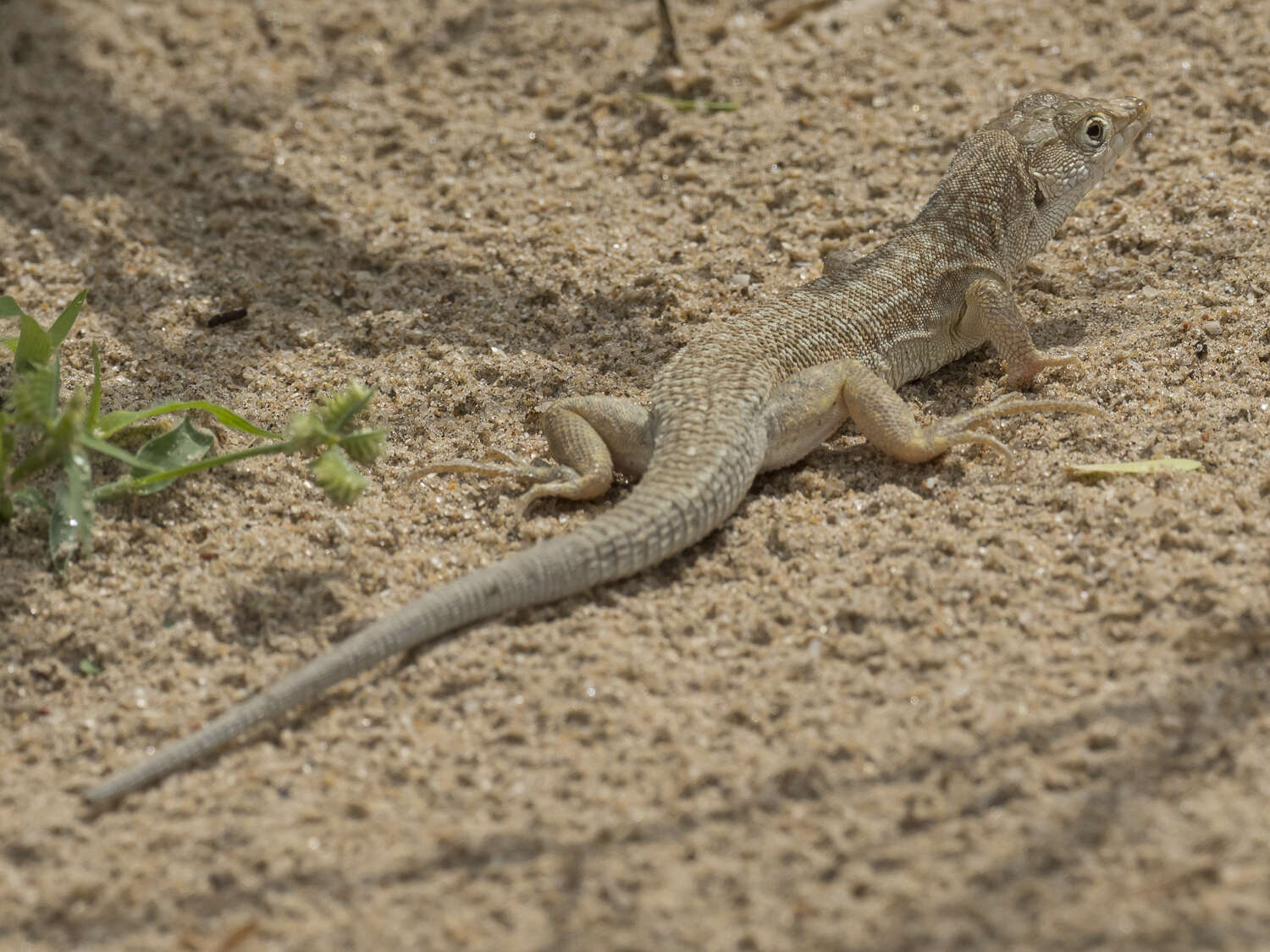 Plancia ëd Acanthodactylus cantoris Günther 1864