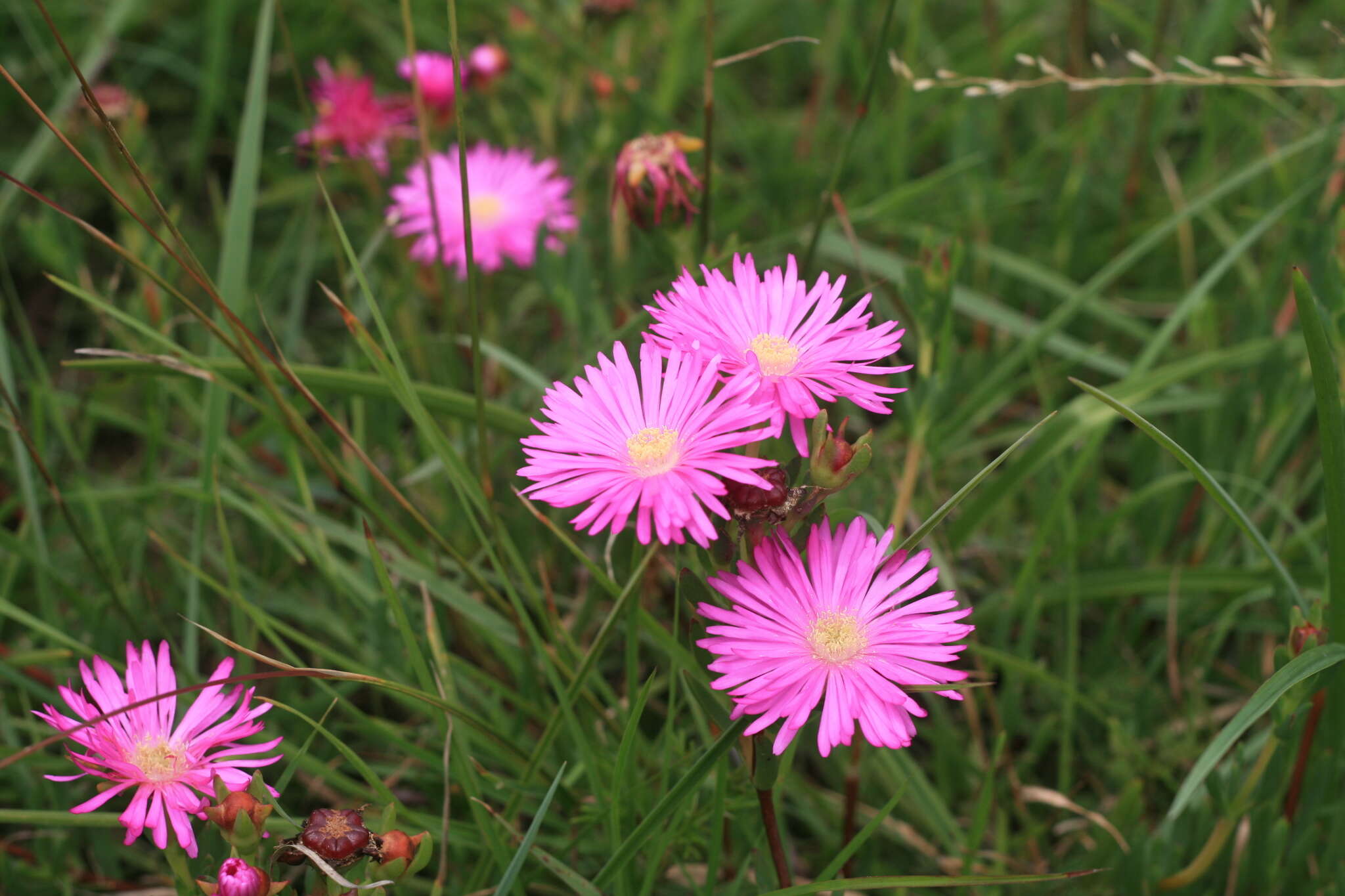 Image of Lampranthus lavisii (L. Bol.) L. Bol.