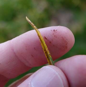 Image of Puccinia liliacearum Duby 1830