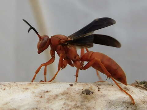 Image of Red Wasp