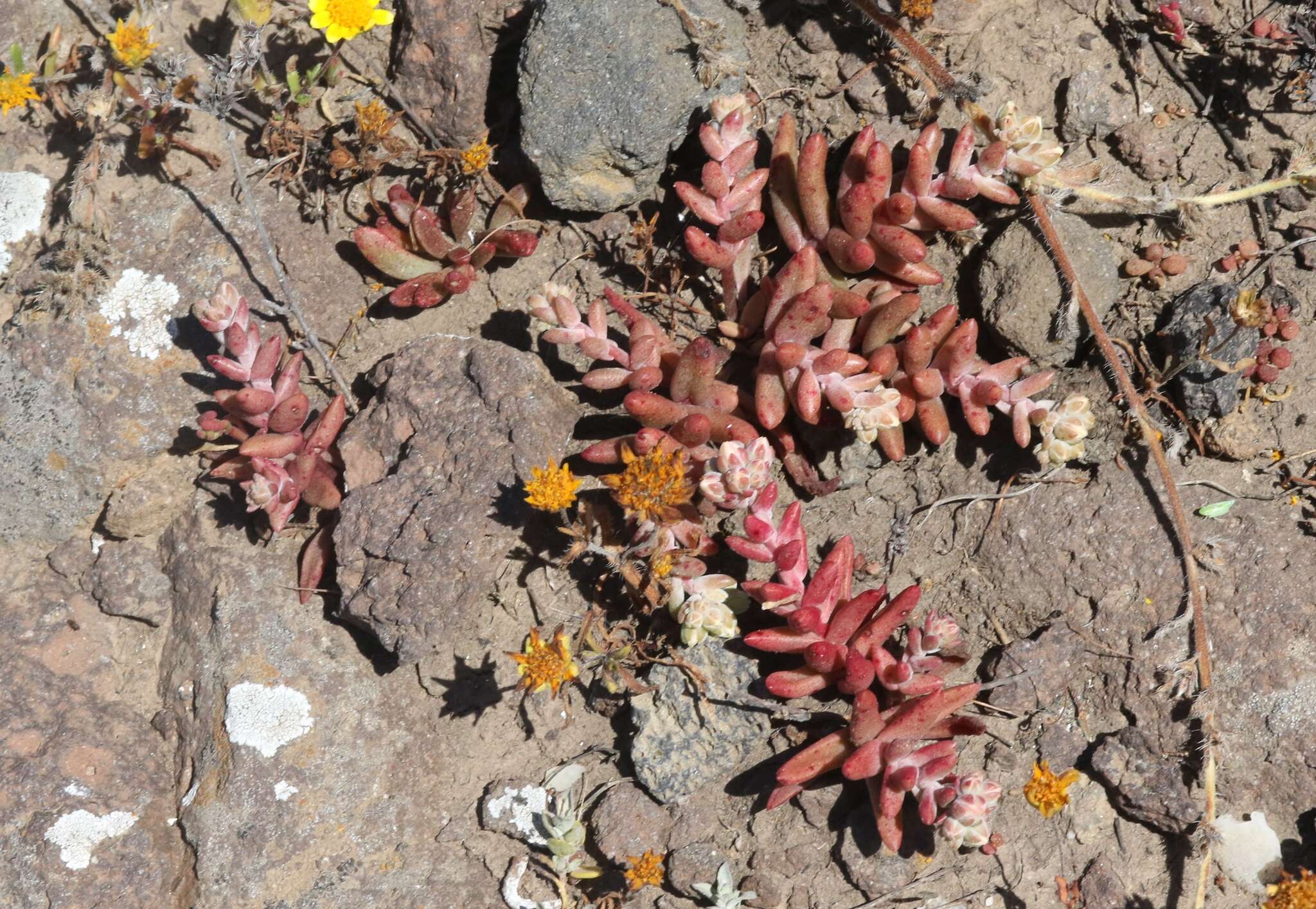 Image of Santa Cruz Island liveforever