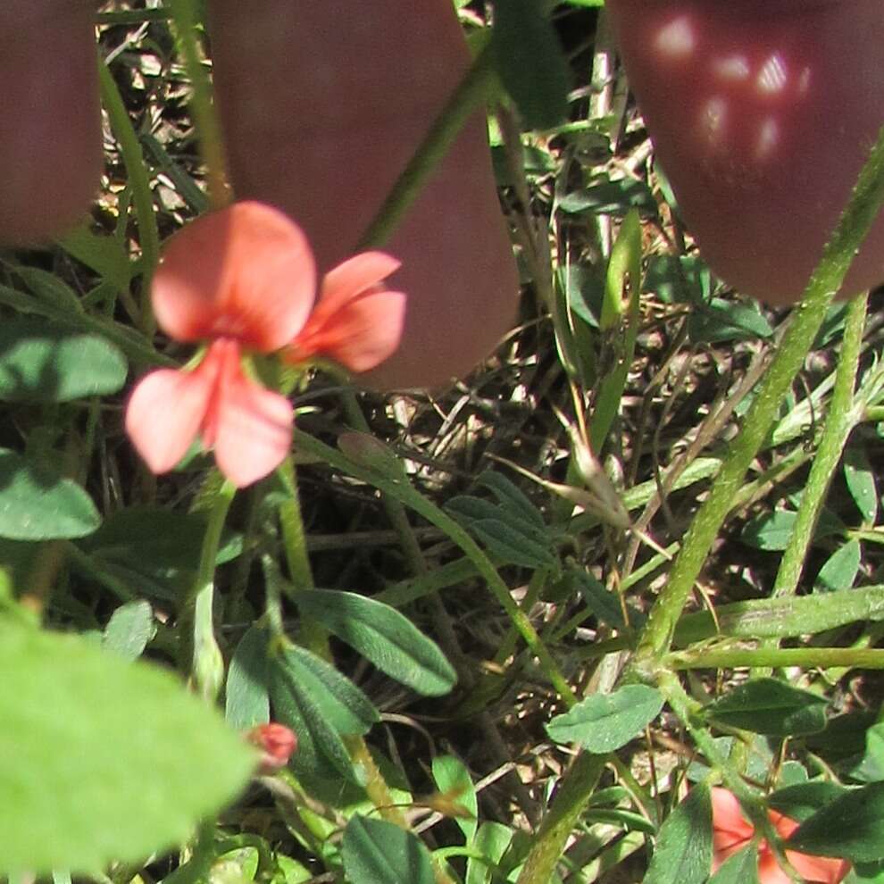 Imagem de Indigofera miniata Ortega