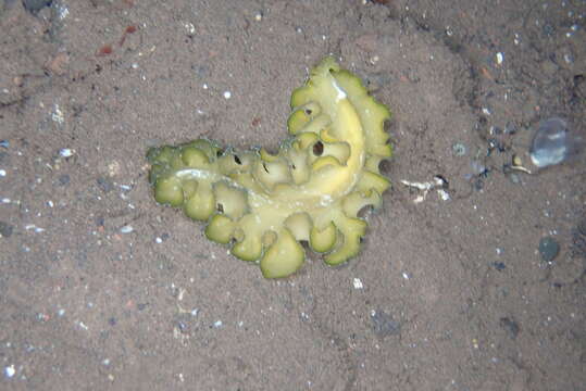 Image of Frilly baby poo flatworm