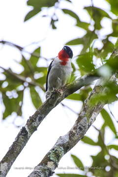 Image of Cherry-throated Tanager