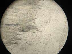 Image of Bluntnose Leopard Lizard