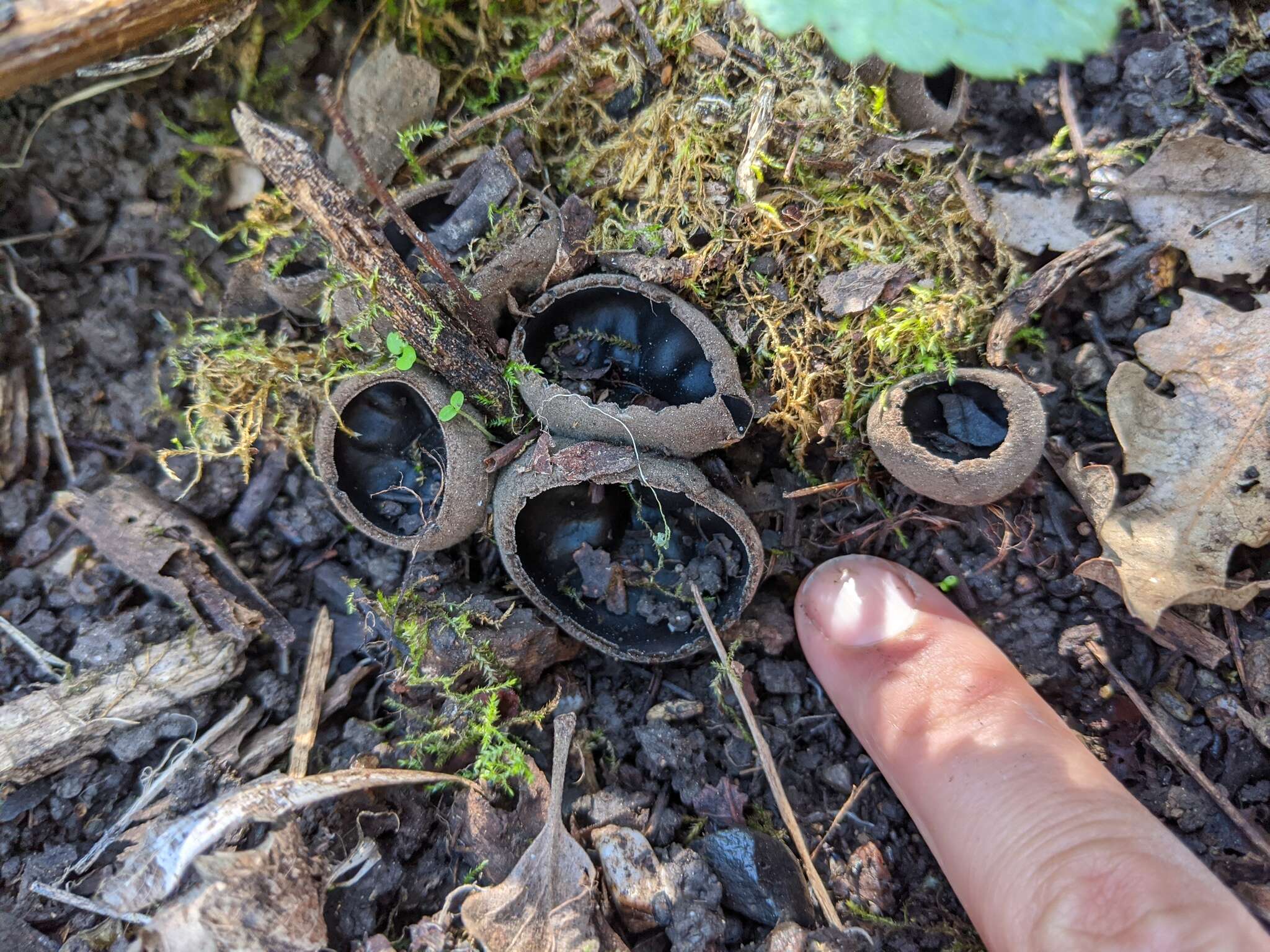 Image of Urnula padeniana M. Carbone, Agnello, A. D. Parker & P. Alvarado 2012